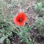 Papaver setiferum Flower