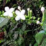 Gonzalagunia hirsuta Çiçek
