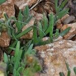 Linaria supina Leaf