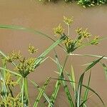 Cyperus latifolius 花