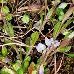 Polygala amarella Ŝelo