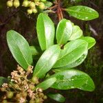 Embelia angustifolia Leaf