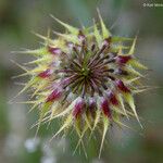 Trifolium ciliolatum Плод