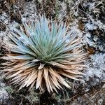 Paepalanthus alpinus Leaf