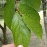 Casearia tachirensis Leaf