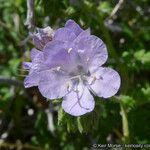 Phacelia distans Kukka