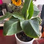 Musa acuminata Feuille