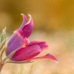 Anemone rubra Çiçek