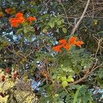 Tecomaria capensis Blüte