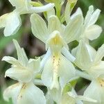 Orchis provincialis Blodyn