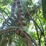 Schnella guianensis Агульны выгляд