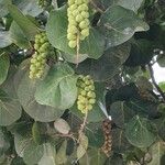 Coccoloba uvifera Fruchs