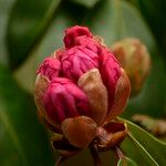 Rhododendron oreodoxa Bloem