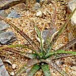 Aloe bellatula Листок