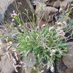 Limonium pectinatum Flower