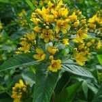 Lysimachia vulgaris 葉