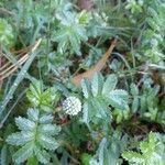 Acaena novae-zelandiae Leaf