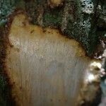 Quassia gabonensis Corteza