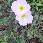 Convolvulus arvensisFlower