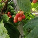 Schisandra chinensis Fruchs