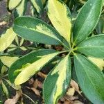 Schefflera spp. Blatt