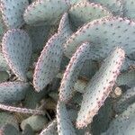 Opuntia macrocentra Kôra