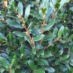 Diospyros whyteana Hoja