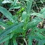 Sonchus maritimus ഇല