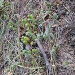 Petrosedum ochroleucum Foglia