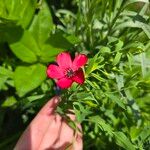 Linum grandiflorumLorea