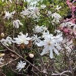 Magnolia stellata പുഷ്പം