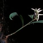 Amphirrhox longifolia Flower