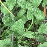 Nepeta × faassenii Frunză