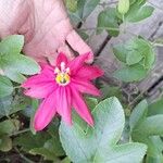 Passiflora manicata 花