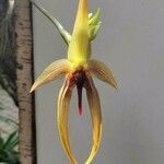 Bulbophyllum echinolabium Blüte