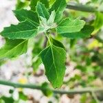 Chenopodium albumBlatt