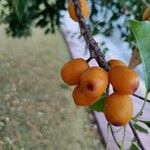 Sideroxylon foetidissimum Fruit