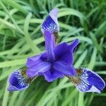 Iris sibirica Fiore