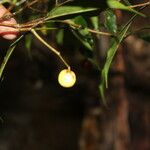 Eugenia oerstediana Fruit