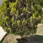 Juniperus occidentalis Листок