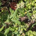 Lepidium campestre Blatt