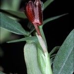 Maxillariella ponerantha