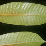 Trattinnickia aspera Leaf