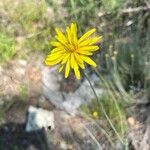 Gelasia hirsuta Flower