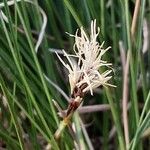 Carex humilis Õis