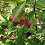 Amelanchier canadensis Leaf