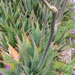 Aloe lateritia Φλοιός