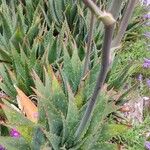 Aloe lateritia Kabuk