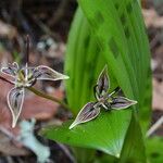 Scoliopus bigelovii Fleur