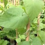 Ipomoea nil Leaf